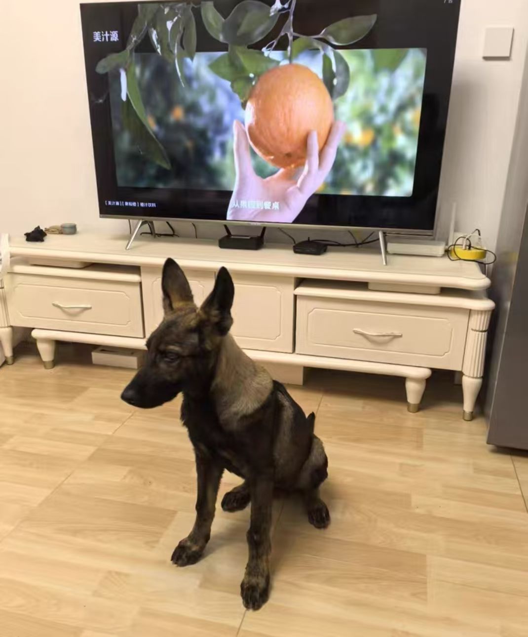 昆明犬